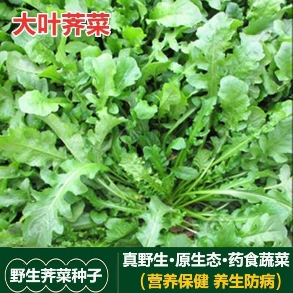 大叶【荠菜种子】四季阳台盆地栽野生蔬菜籽 营养保健荠荠菜种子