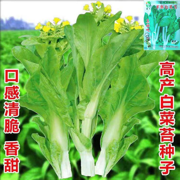 白菜苔菜种籽四季广东菜心白菜苔苗农家新鲜青菜蔬菜种子孑籽种