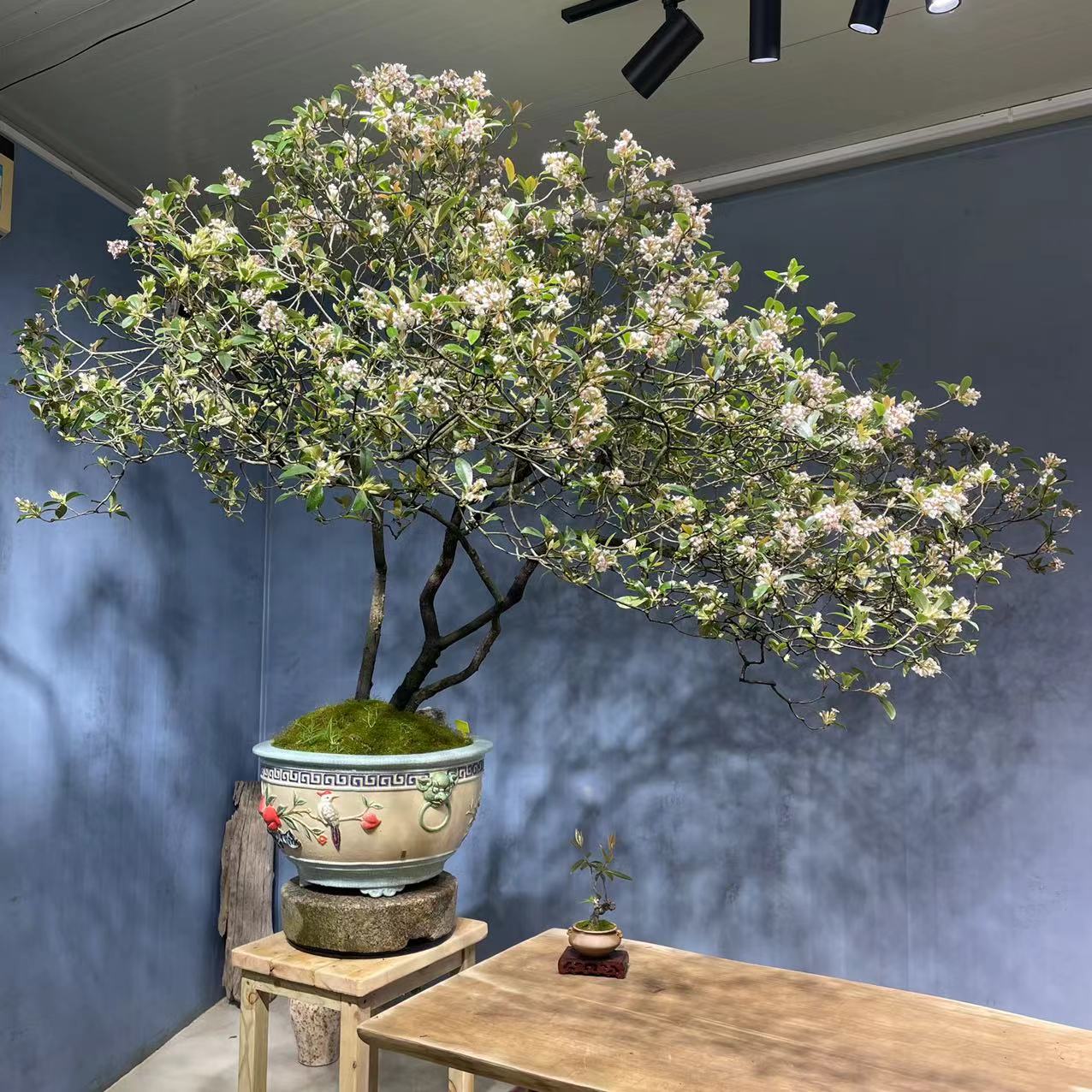 【意境盆景】海岛春花 茶空间盆景 室内造景盆景