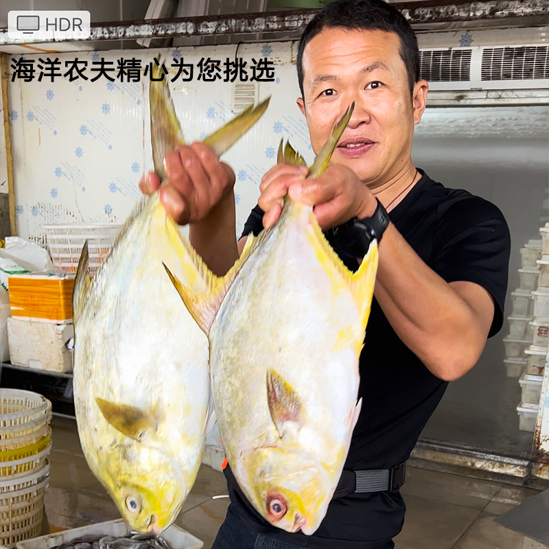 北部湾野生金鲳鱼