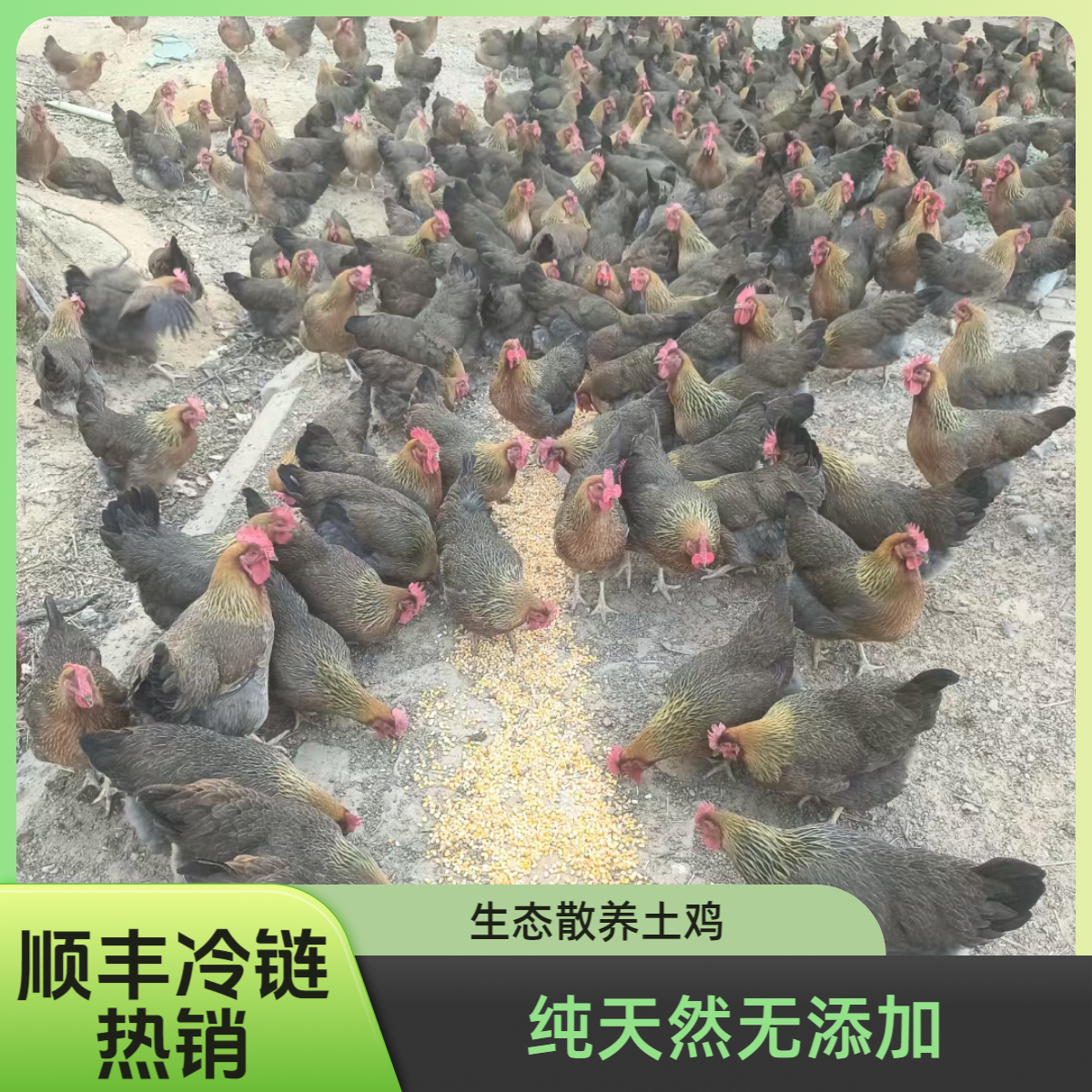 深山散养正宗清远鸡180-210天山水杂粮放养新鲜现杀麻鸡 顺丰冷链