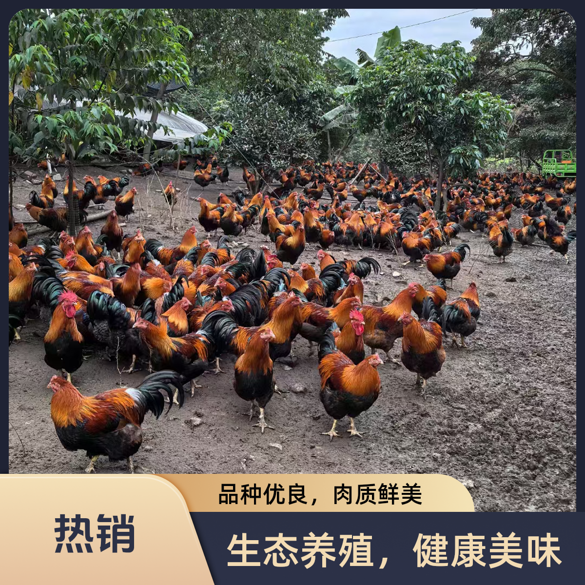 正宗清远大扇鸡310天以上大山放养杂粮山水喂养新鲜健康顺丰包邮