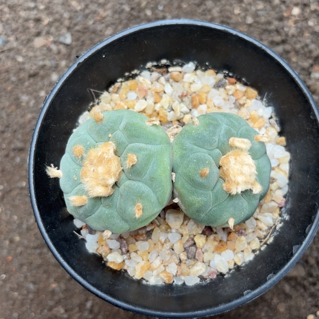 加*猫实生银3。