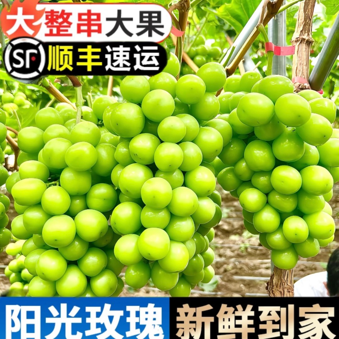 【正宗阳光玫瑰】葡萄当季新鲜水果香甜爆汁无核无籽3.9-4.1斤