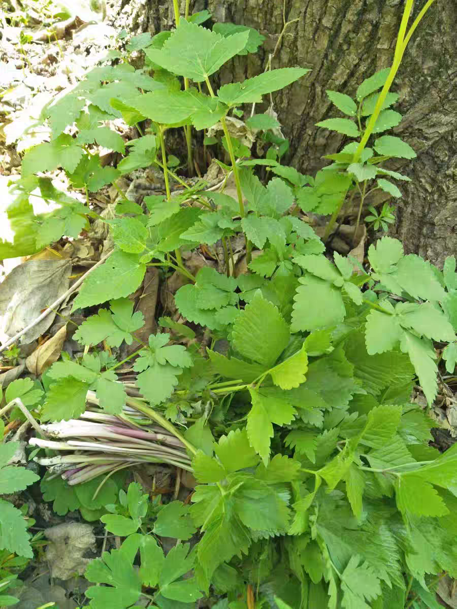 大叶芹冬天培植包饺子炒肉凉拌现采现摘现发包邮