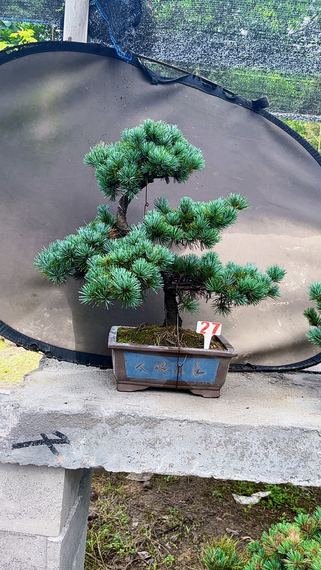 精品松树盆景五针、宫岛、黑松，罗汉（直播间一物一拍）