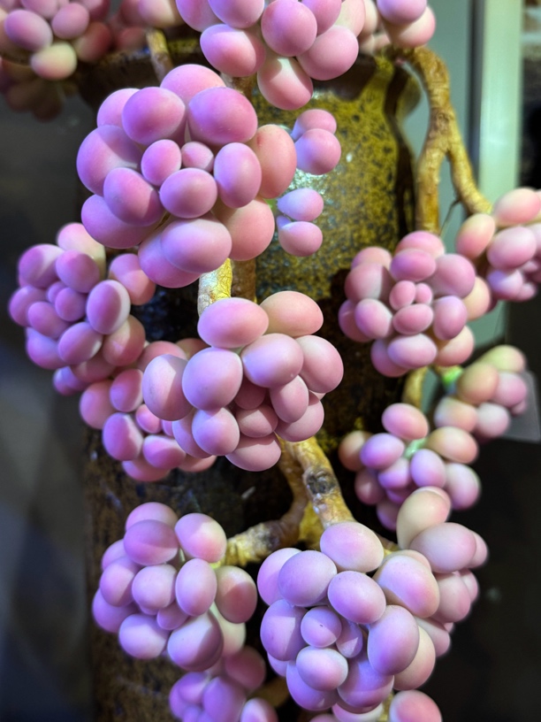 手工树脂粘土仿真多肉（桃蛋）不含盆高级感仿真花