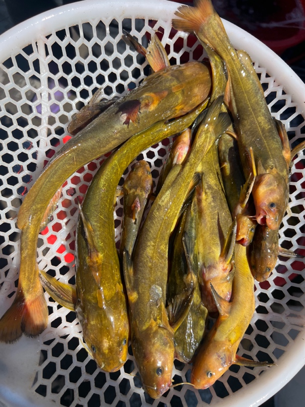 东极乌苏里江牛尾巴鱼（顺丰包邮）