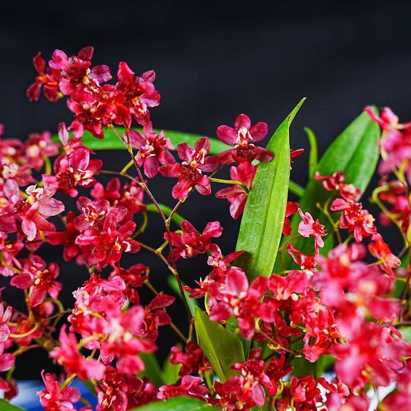 【红色】梦香兰浓香兰花苗好养易活室内外花卉绿植