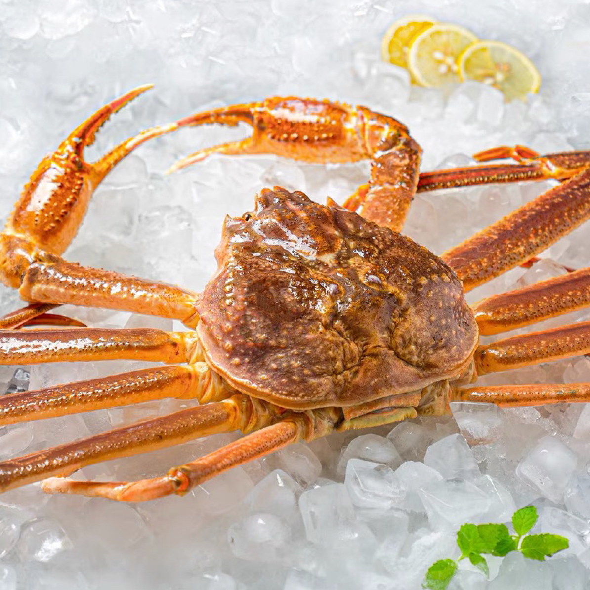 【长春同城】断氧板蟹2只（5.8-6斤左右）