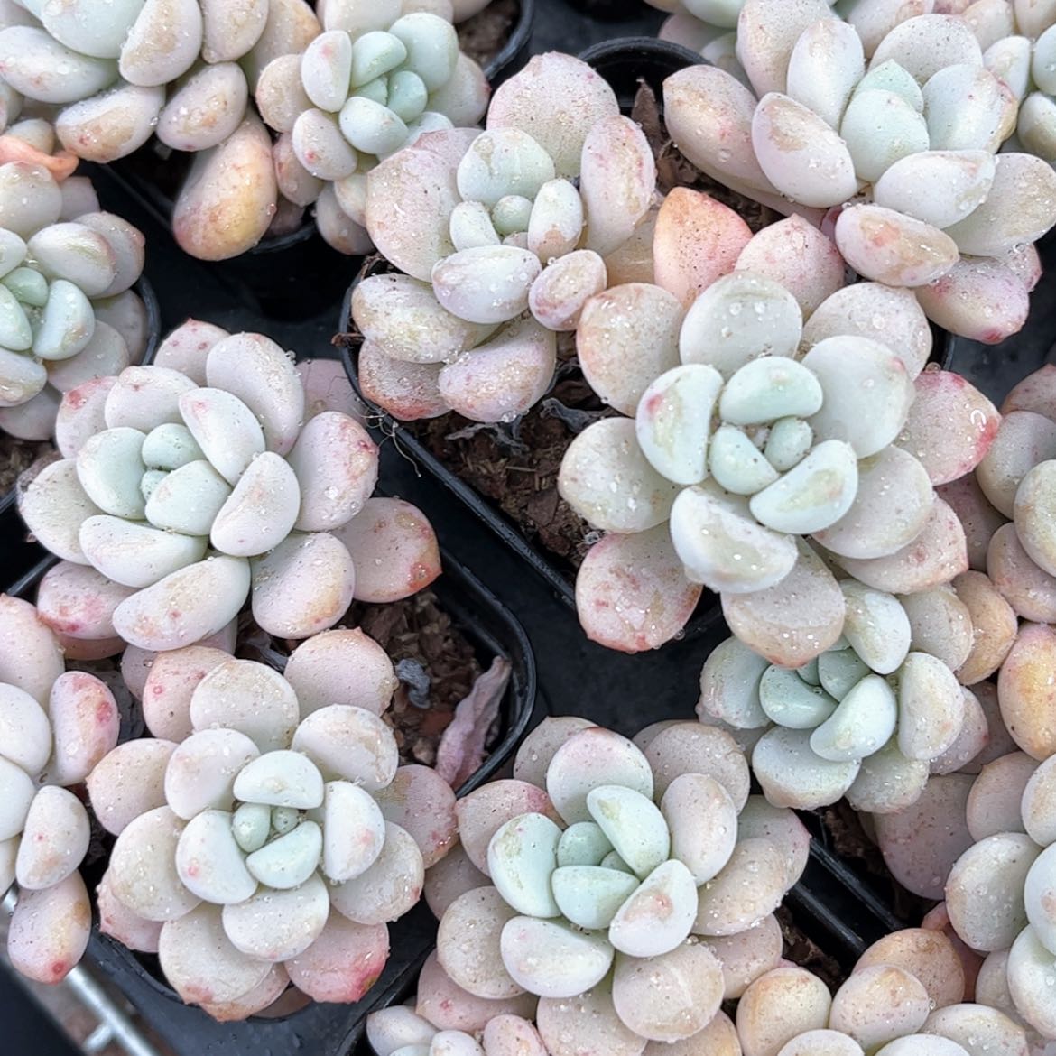 【闪购商品】白露6.5