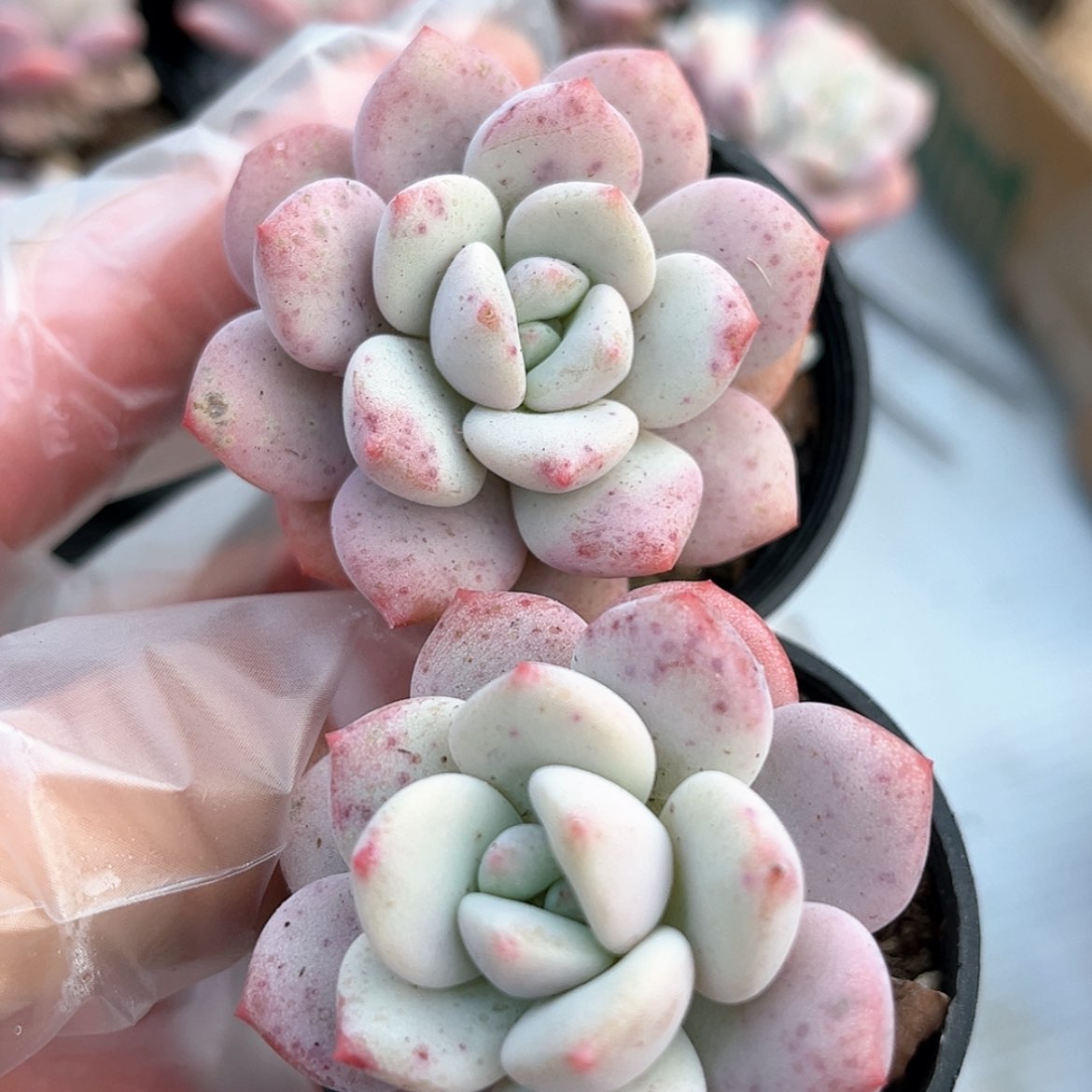 【闪购商品】白马单5.0