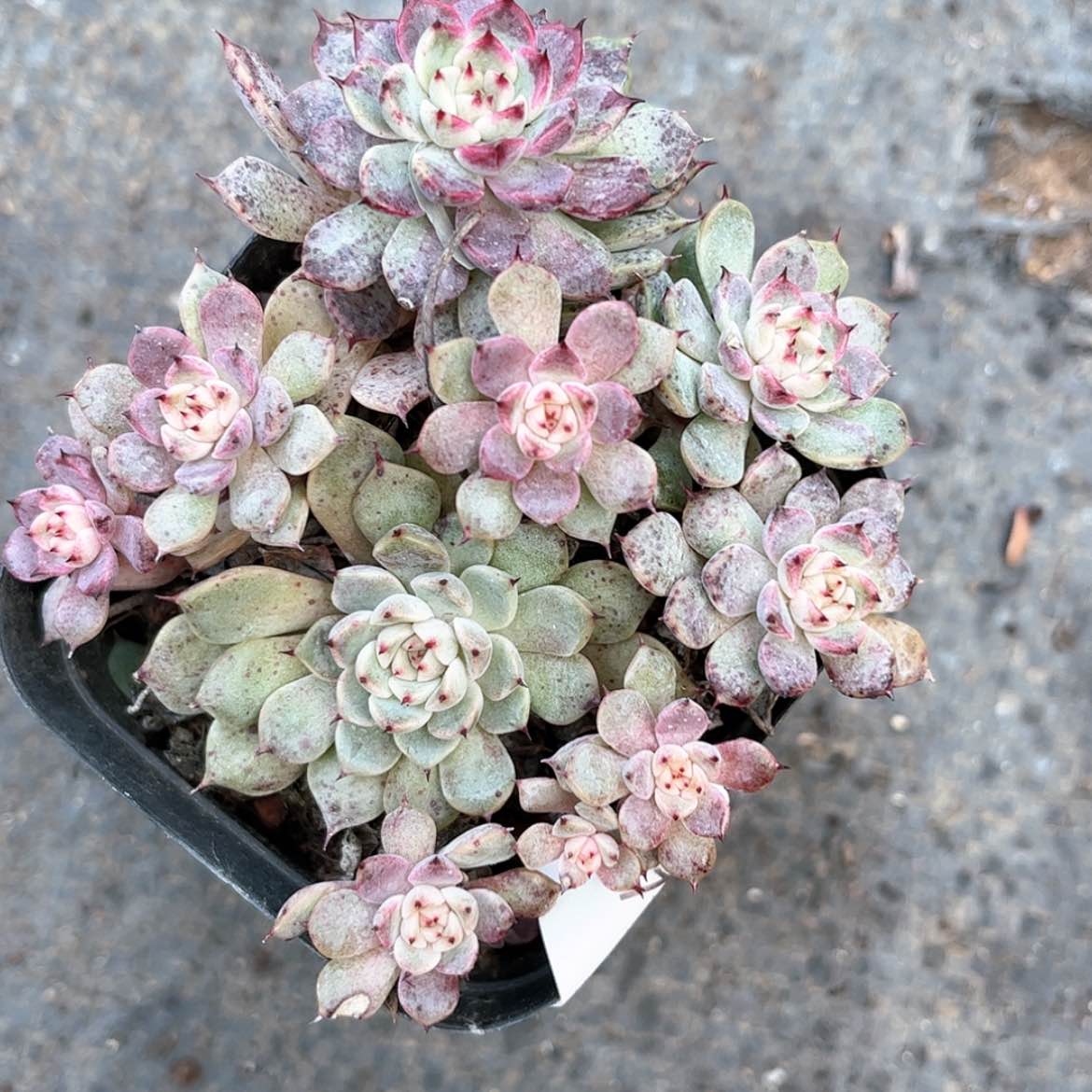 【闪购商品】70盆口17