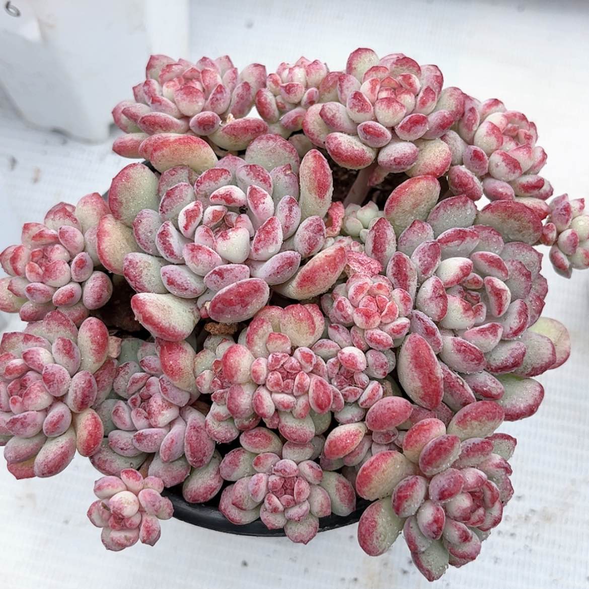 【闪购商品】萌豆177