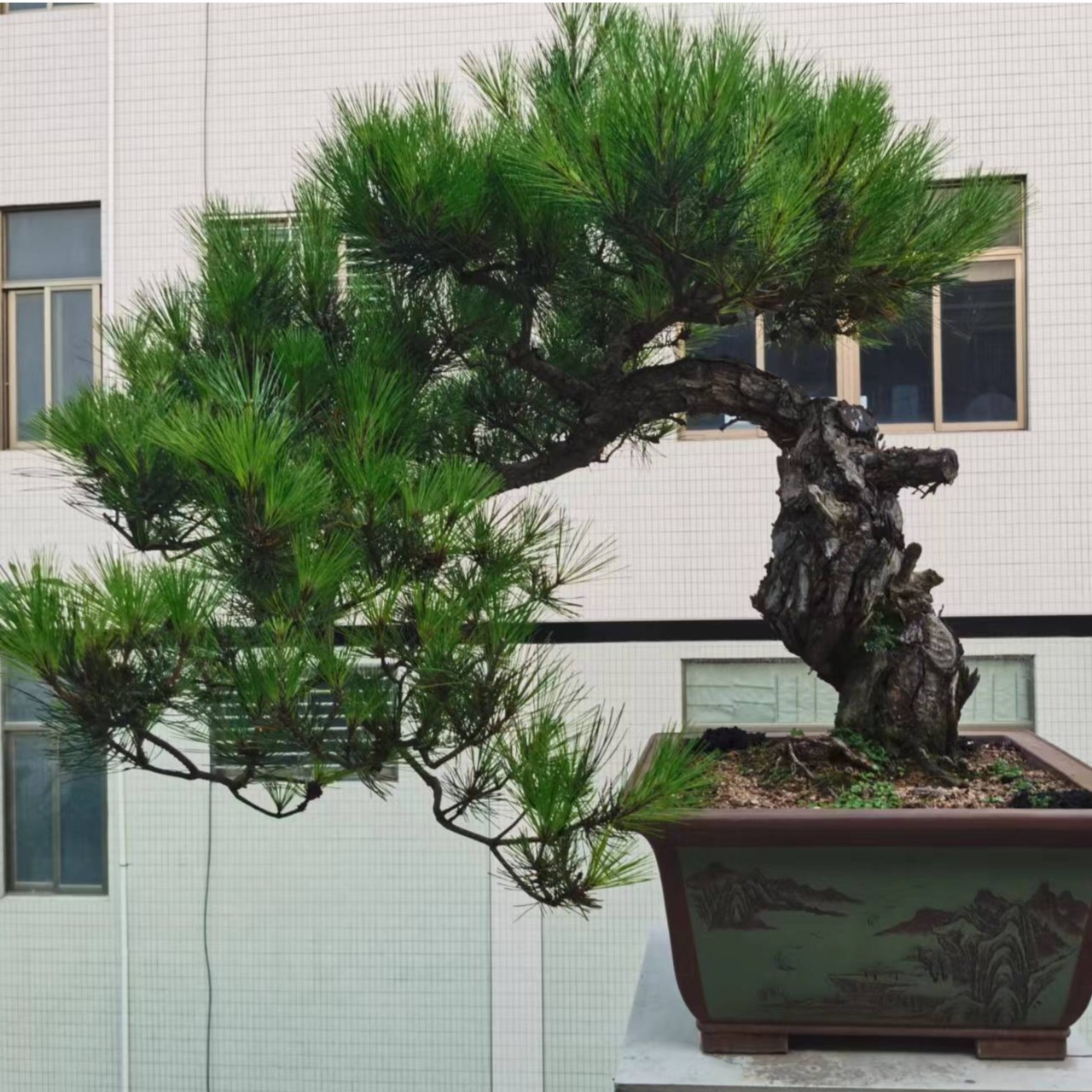 （30-500）（直播间热卖商品，图片只供参考）山松20000