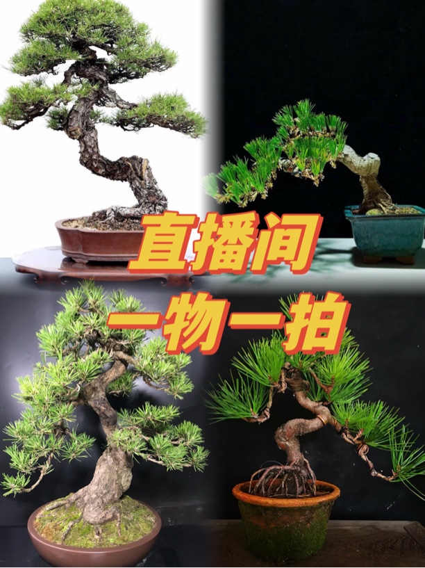 黑松黄杨珍珠柏绿植盆栽花卉盆景