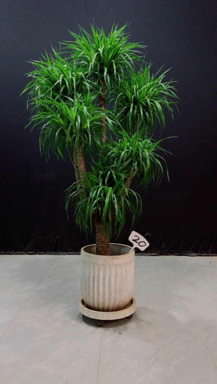 【闪购商品】龙血树