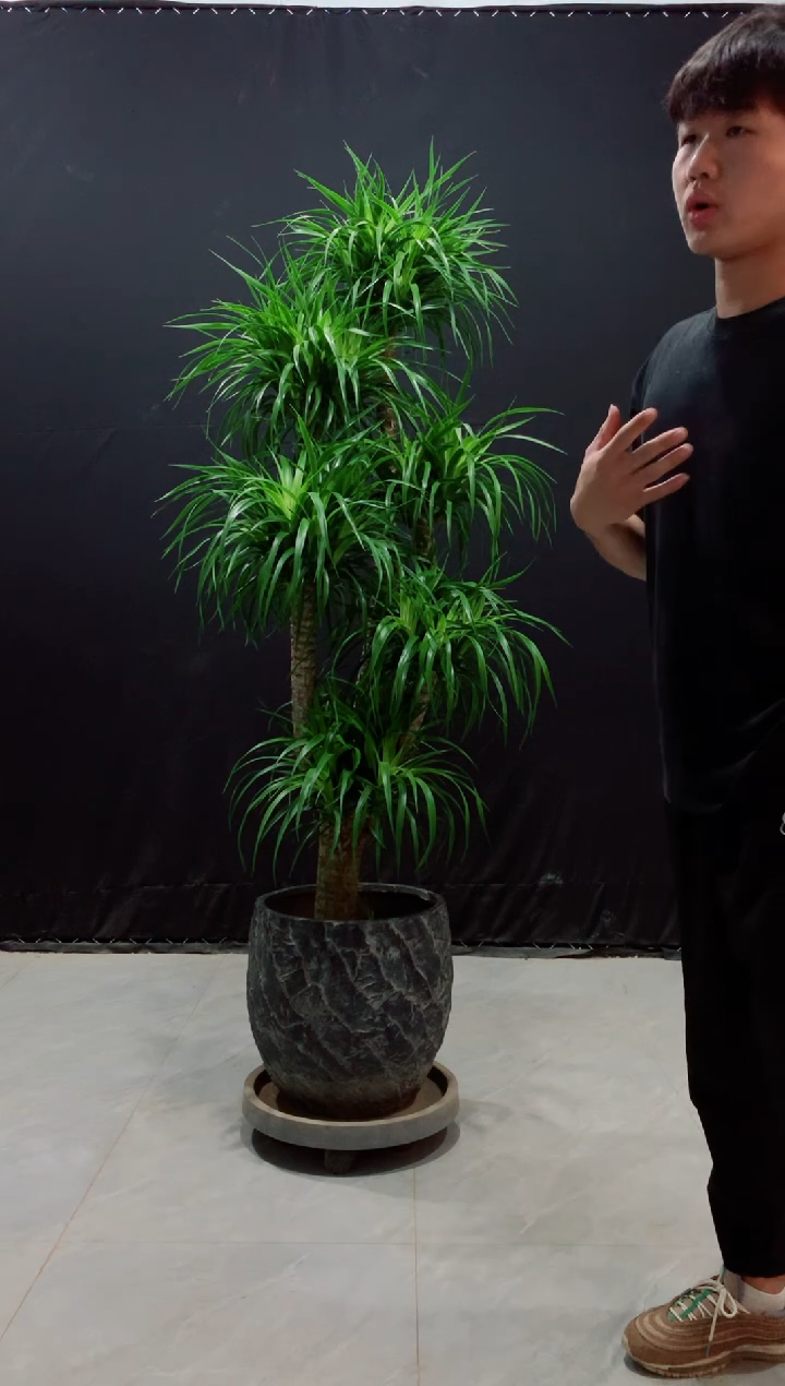 【闪购商品】龙血树