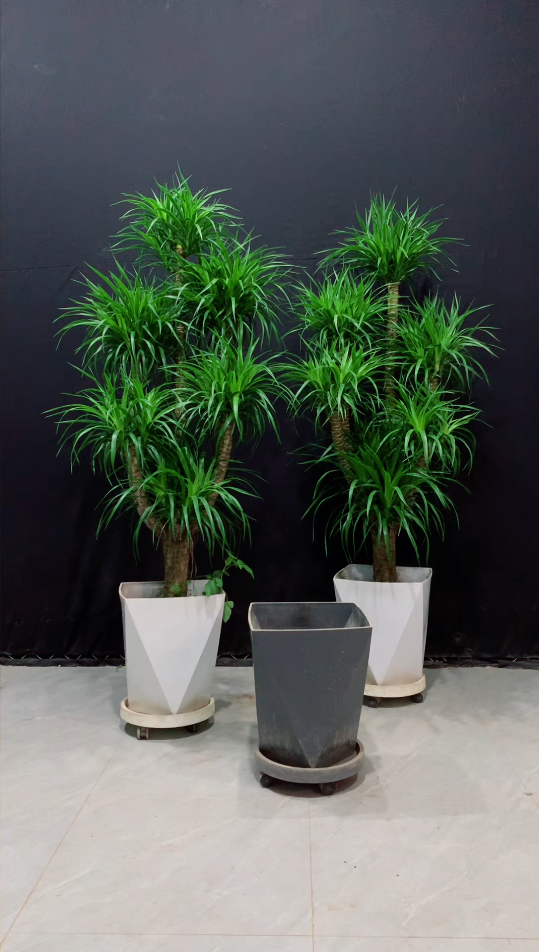 【闪购商品】龙血树