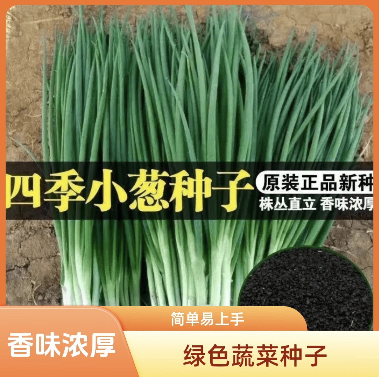 【四季小香葱籽】种子四季易种小葱种子阳台室内盆栽葱种植家庭菜商品图