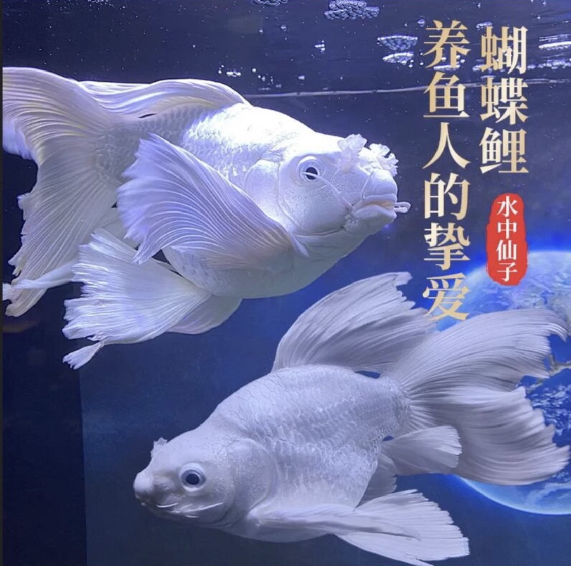 蝴蝶鲤观赏鱼活体鱼{链接以直播间介绍为准，请勿盲拍}