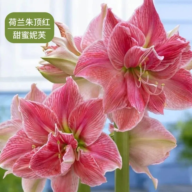 进口重瓣朱顶红种球四季开花多年生室内室外阳台盆栽庭院植物花卉