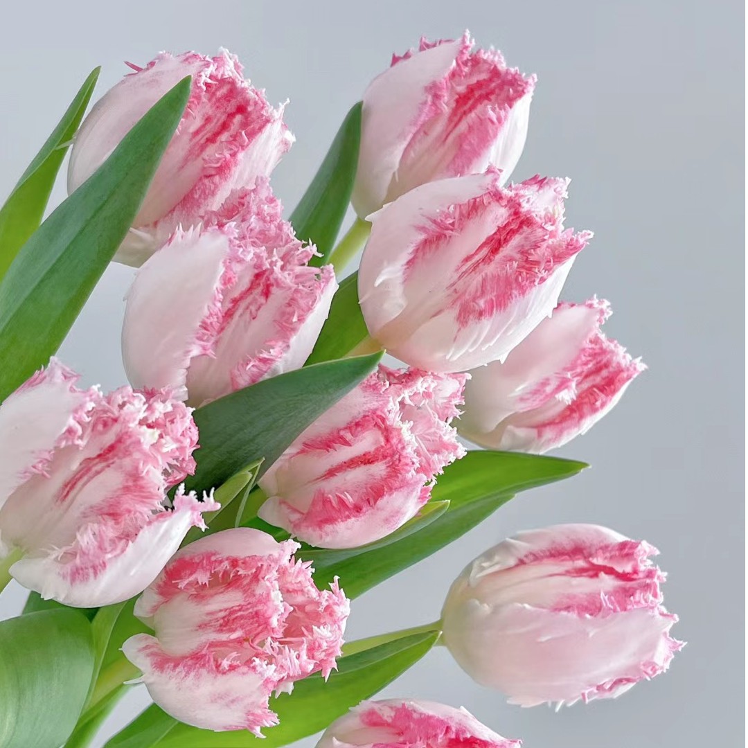 新【稀有品种】毛边郁金香种球一代5度球 大花阳台四季观赏单瓣早