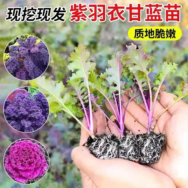 紫色羽衣甘蓝苗秧带土球四季春秋盆栽阳台蔬菜女王绿羽衣甘蓝种子