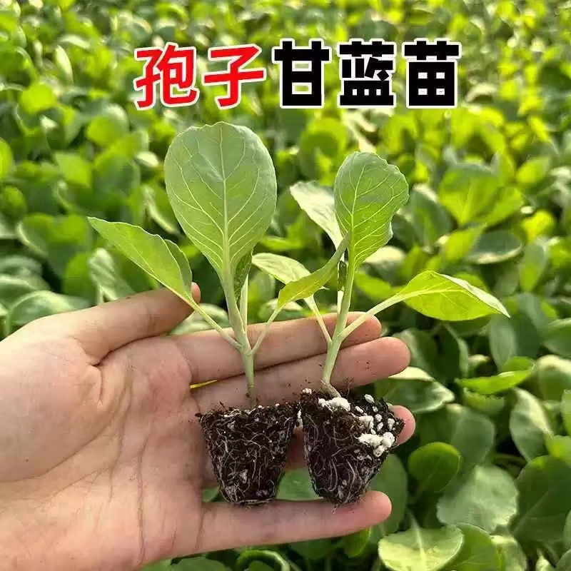 孢子甘蓝苗秧苗迷你小包菜苗子包子幼苗盆栽苞子有机抱子蔬菜种子