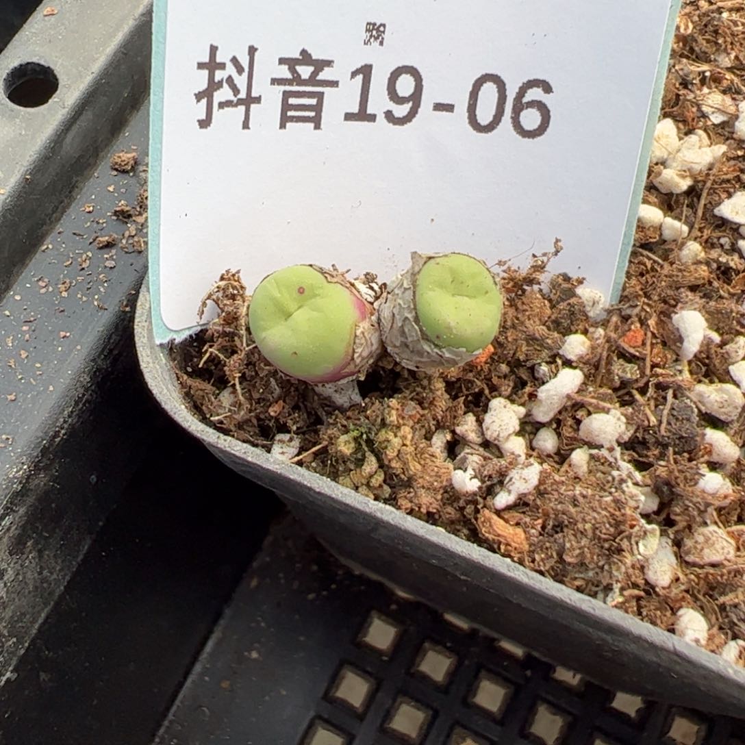 19-06量拍TS429小红嘴一颗