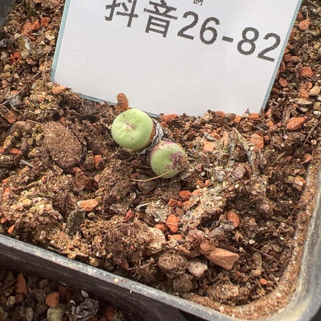 26-82TS429小红嘴多肉植物