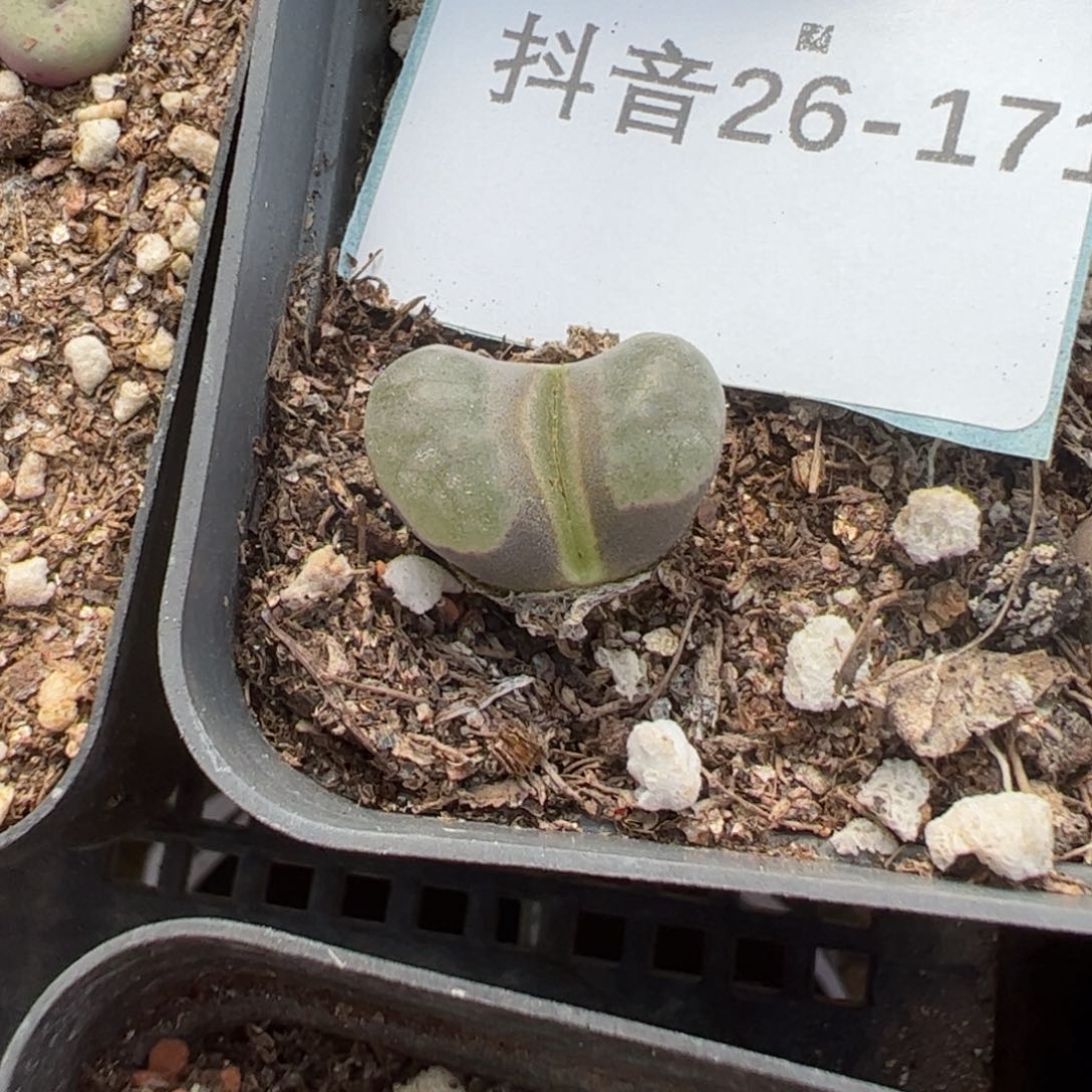 26-171班克雪花磁铁风铃。多肉