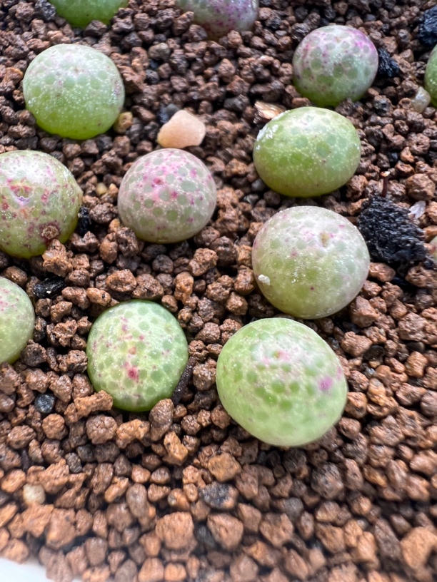 肉锥园艺955d斑马。多肉植物