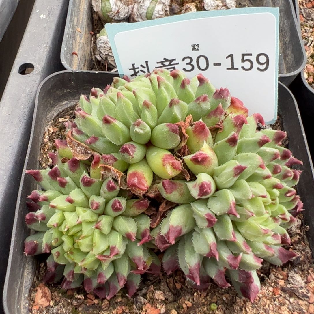 30-159长生草多肉植物