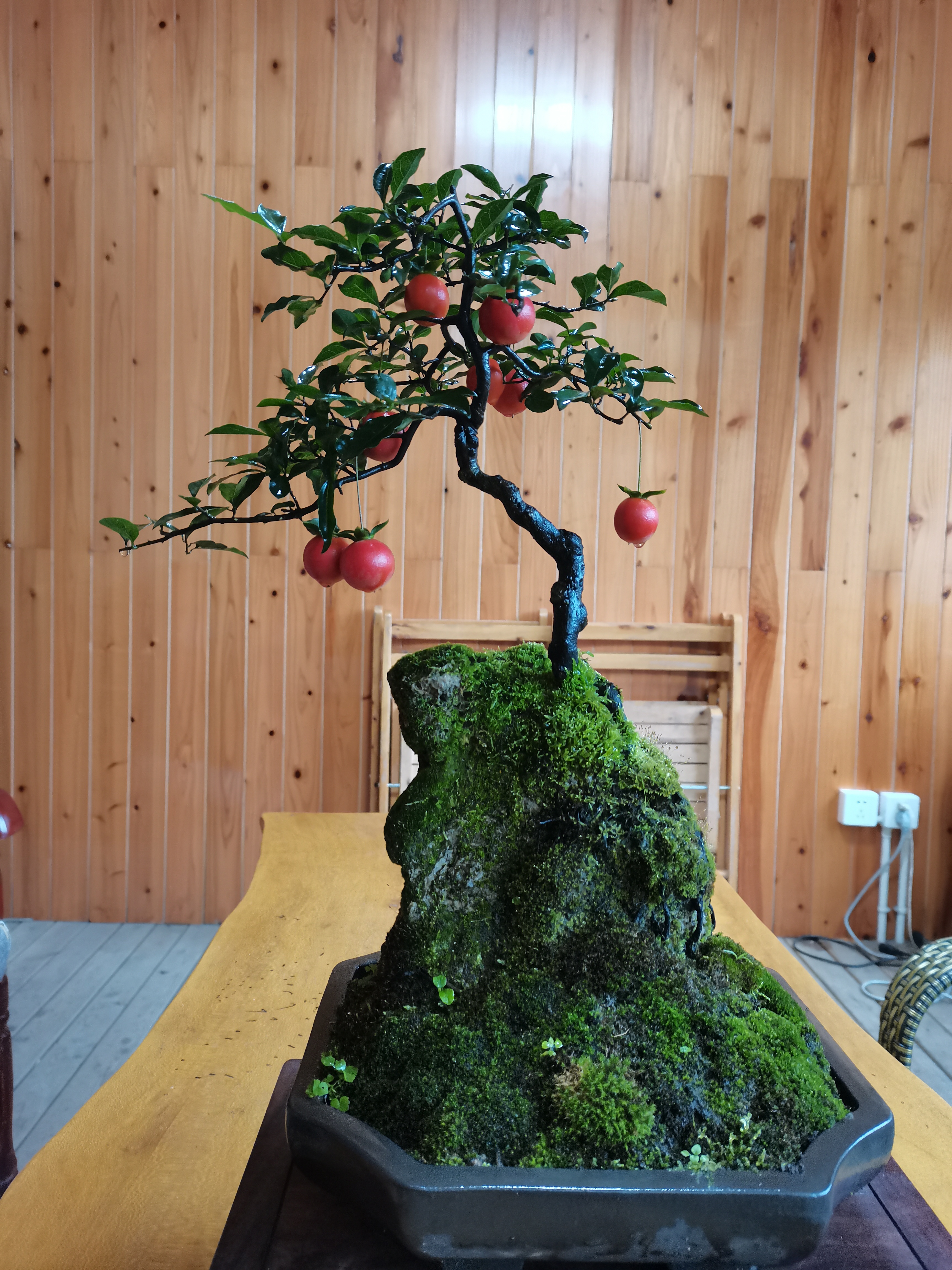 金弹子，红枫，紫薇花各类盆景