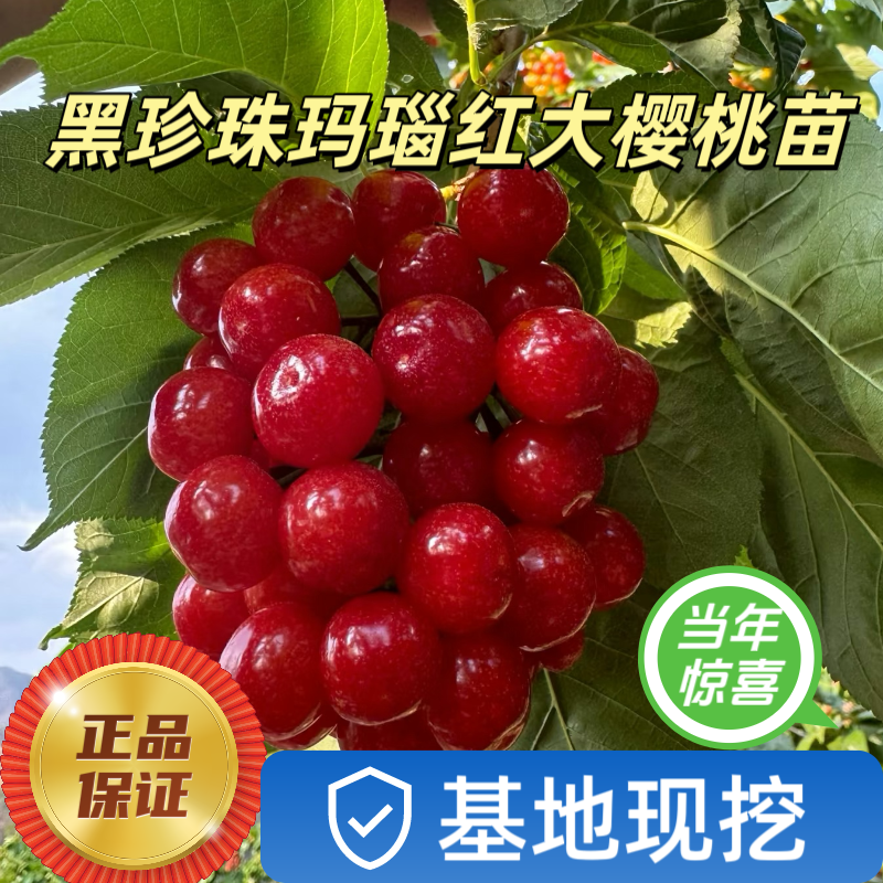 小繁家【直播】樱桃树玛瑙红结果树苗结果树庭院种植苗果树苗