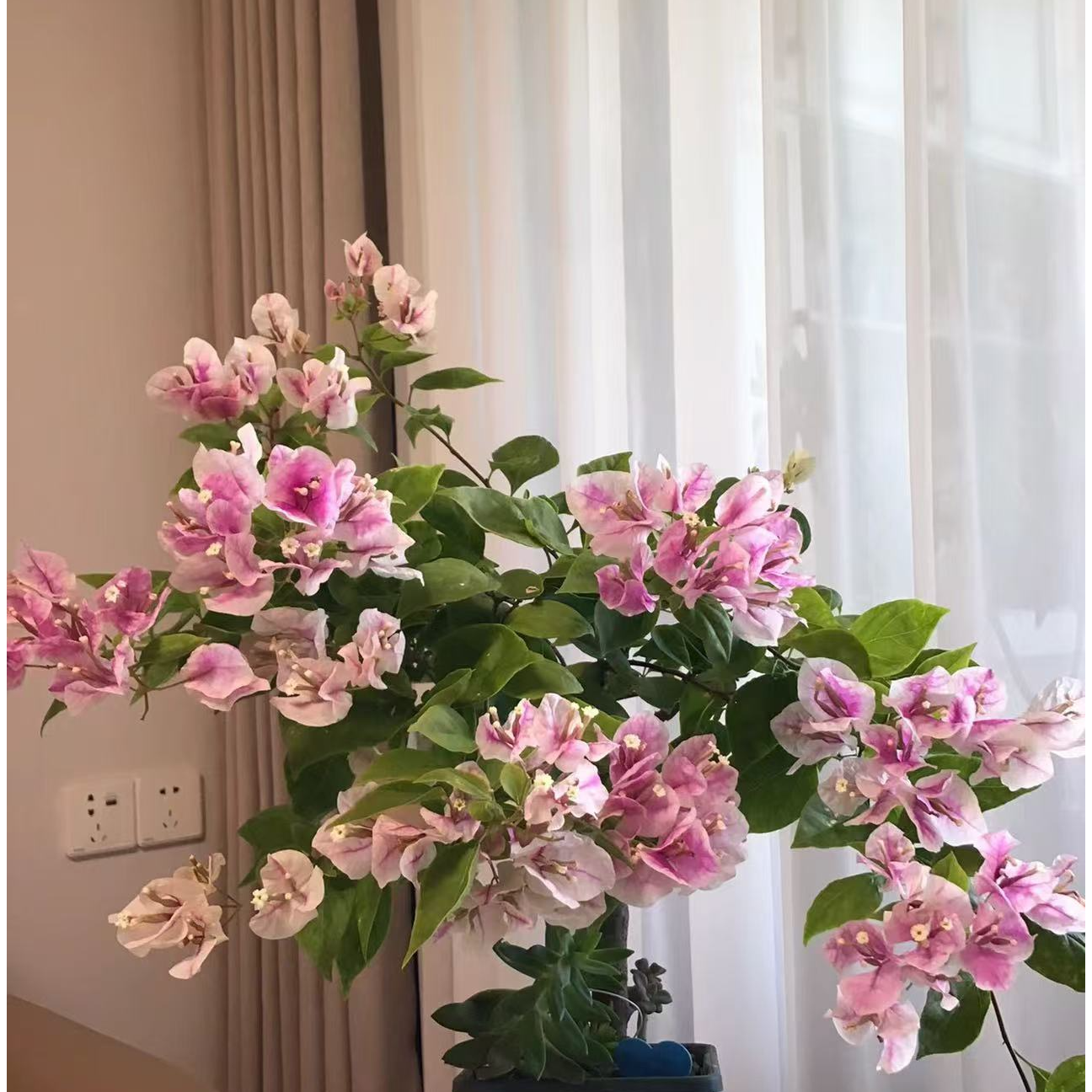 三角梅品种一物一拍