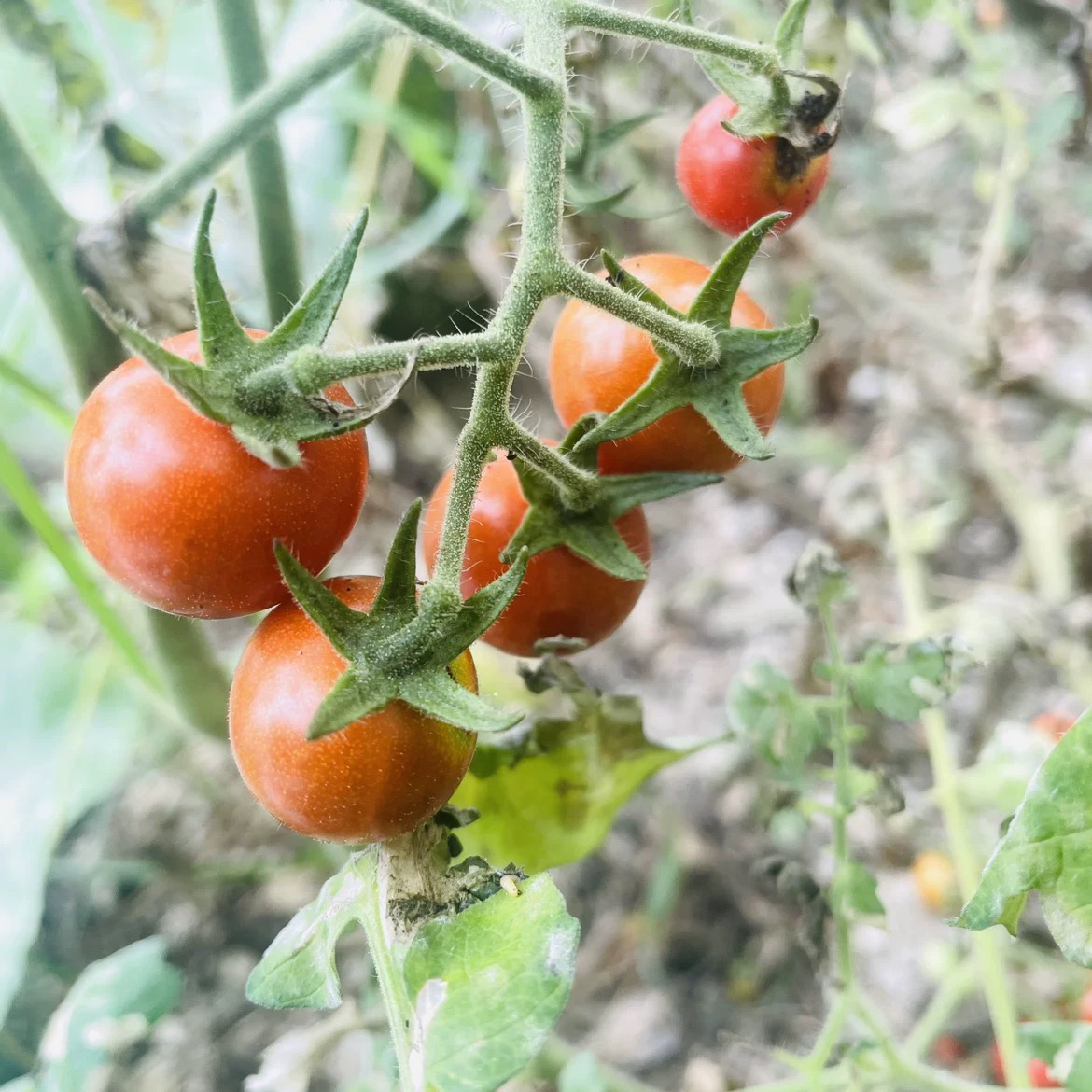 高山农家 瓜果 蔬菜
