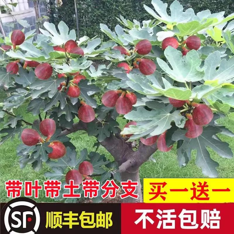 无花果树果苗四季种植大波姬红无花果苗南方北方盆栽地栽当年结果