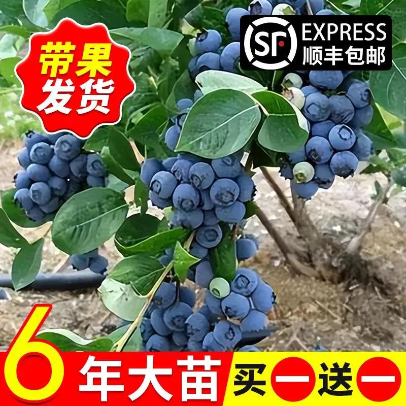 蓝莓树果苗南方北方种植盆栽带土果树种植苗兔眼大果奥尼尔蓝莓苗