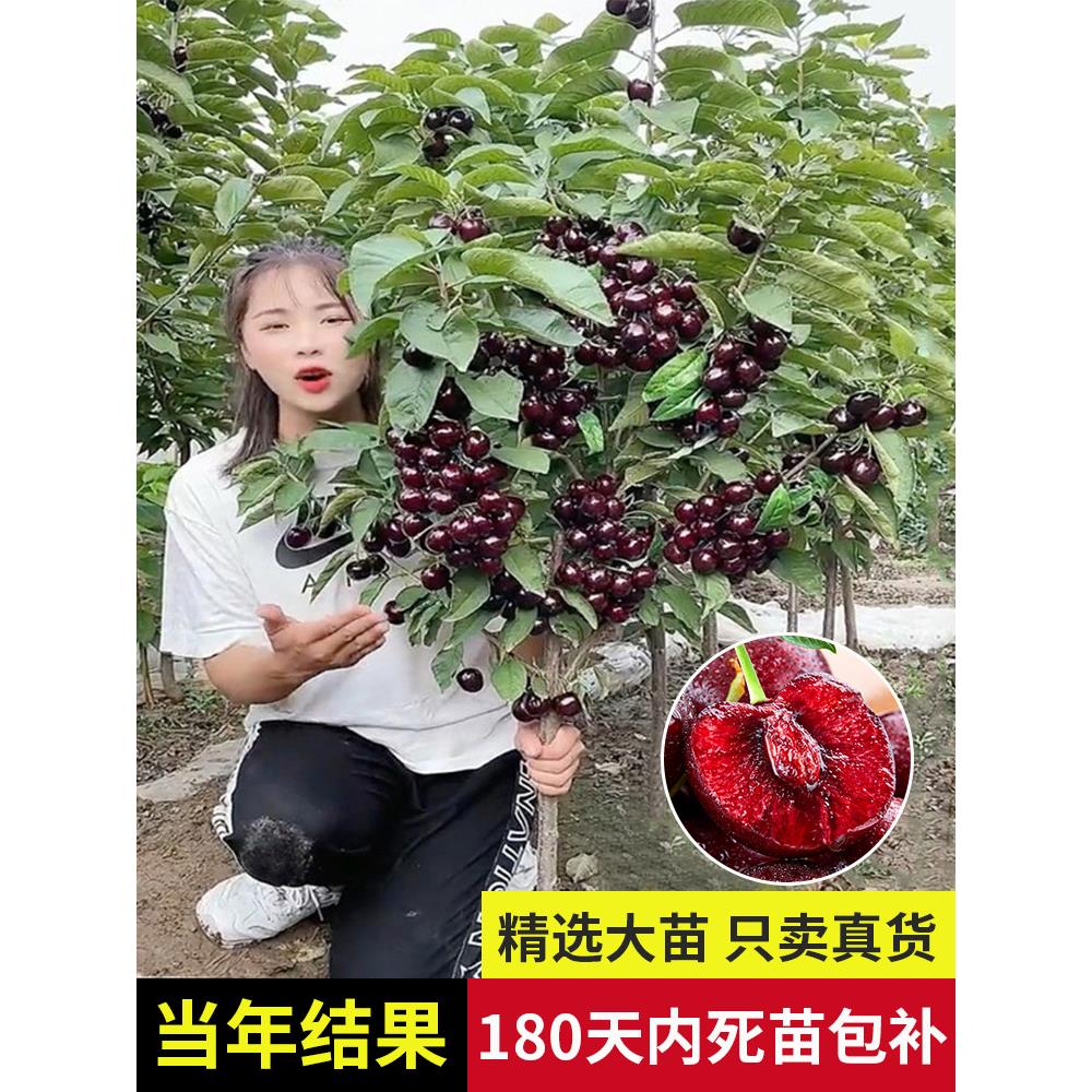 车厘子树苗樱桃树苖南方北方种植盆栽矮化樱桃树大樱桃苗果树果苗