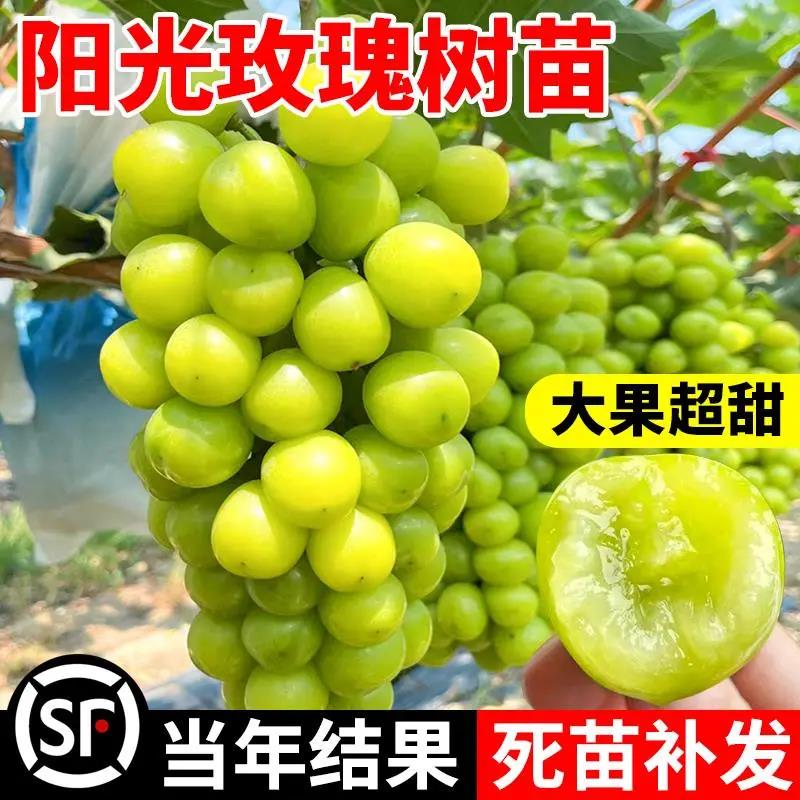 阳光玫瑰葡萄树苖老桩果树果苗晴王巨峰无籽提子藤苗南方种植盆栽