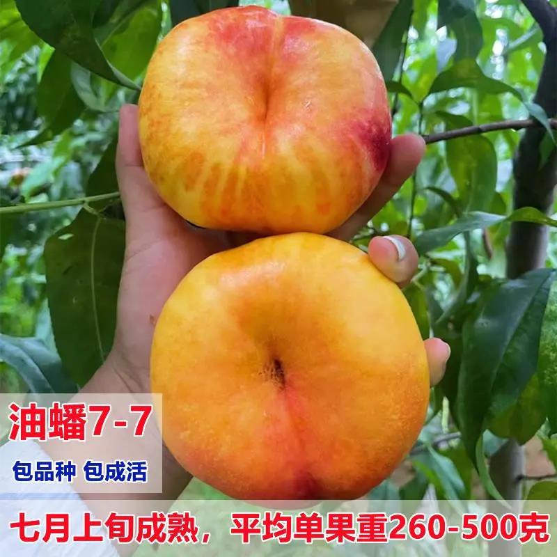 新品种嫁接油蟠7-7中油蟠9号黄金蟠桃树苗南方北方种植果树苗地栽