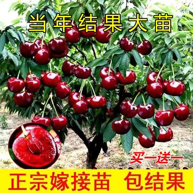 大樱桃树苗大樱桃树苖庭院种植果树果苗南方北方盆栽地栽矮化嫁接