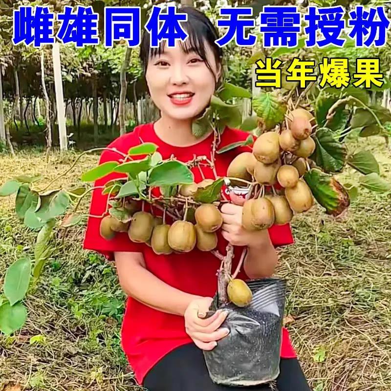 奇异果树果苗红心软枣徐香弥猴桃苗公母同株南方北方奇异果猕猴苗