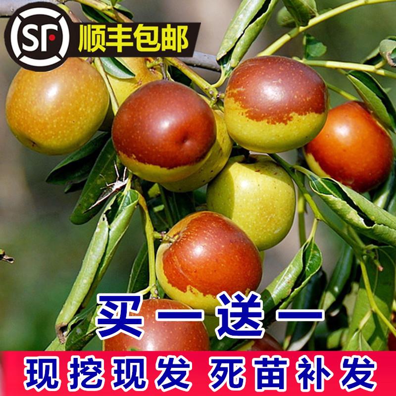 枣树活苗特大冬枣嫁接特大北方南方种植庭院葫芦枣树果树果苗盆栽