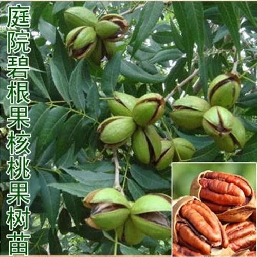 核桃树苗美国碧根果树苗嫁接苗核桃苗长寿果当年结果南方北方种植