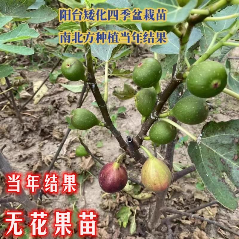 大无花果树果苗波姬红无花果苗南方北方盆栽地栽当年结果四季种植