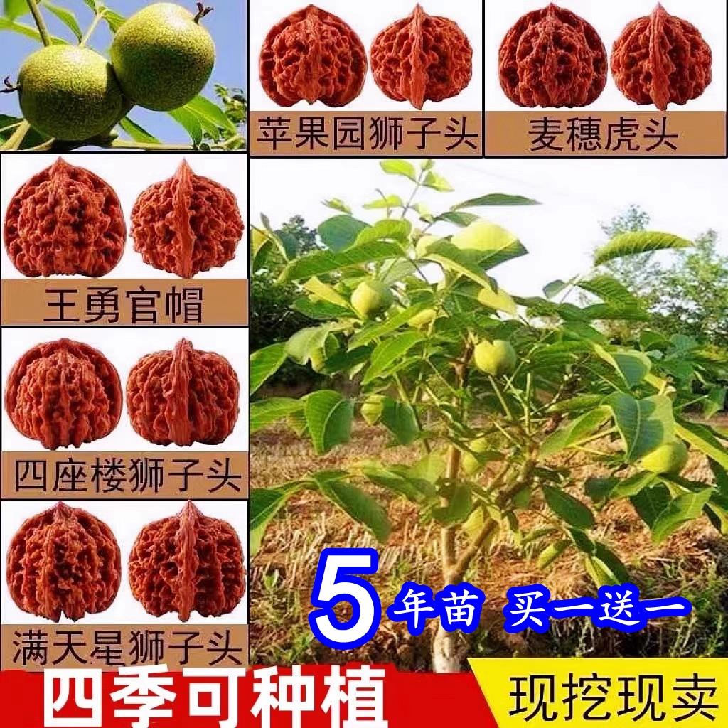 文玩核桃树苗京八棱盆栽蛤蟆头门墩四座楼白狮子头宫灯三棱核桃苗