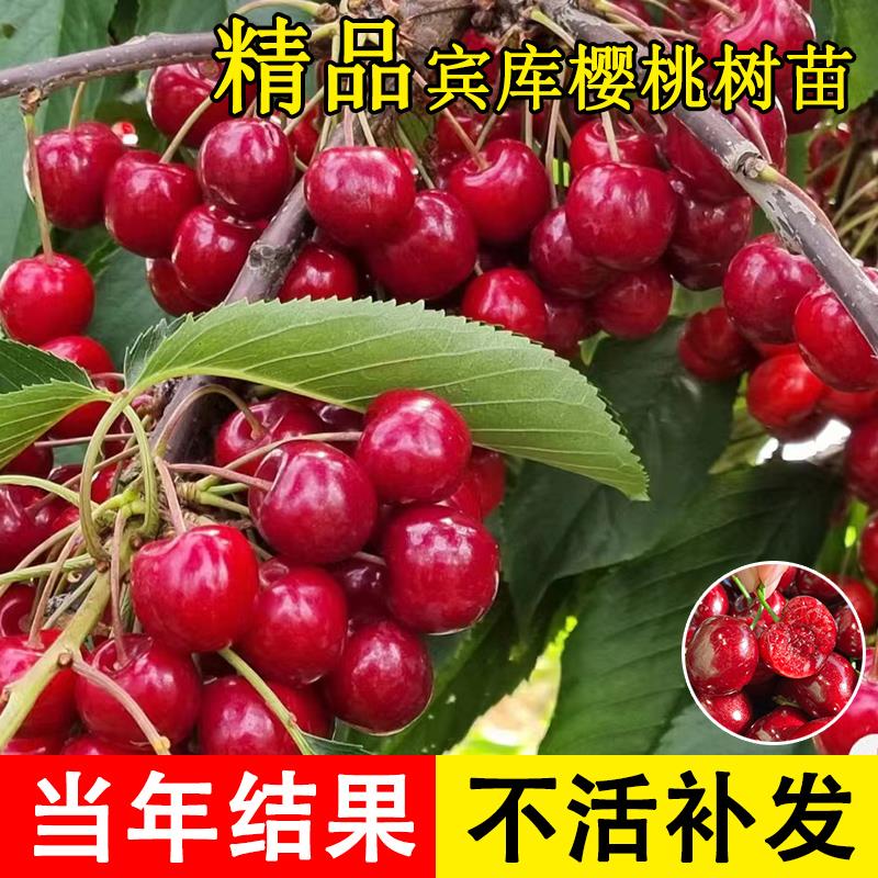 嫁接矮化宾库红色大樱桃树苗耐寒樱桃树苖南北方庭院种植当年结果